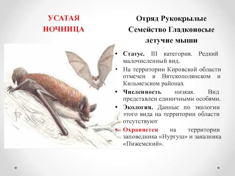 Список растений, занесённых в красную книгу кировской области
