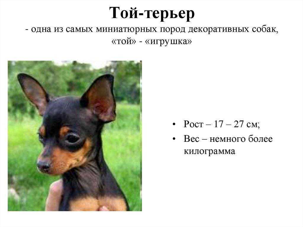 Средние стандарты продолжительности жизни собак породы той терьер дома