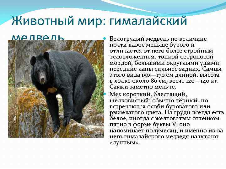 Гималайский медведь – обладатель знака луны. описание гималайского медведя и фото