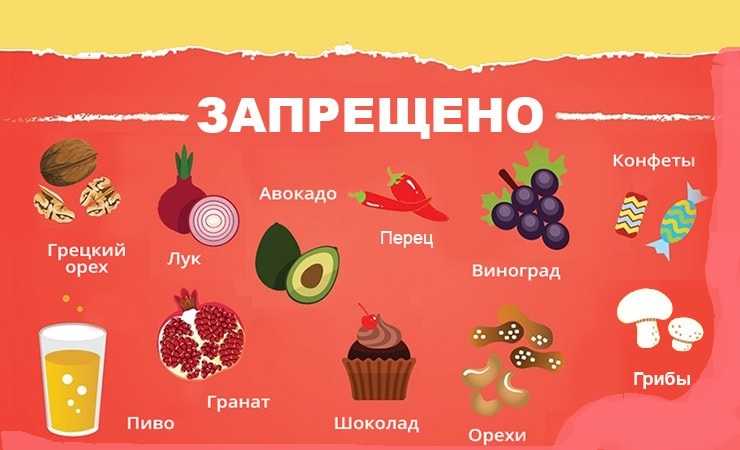 Какой кашей лучше кормить собаку в домашних условиях: секреты приготовления