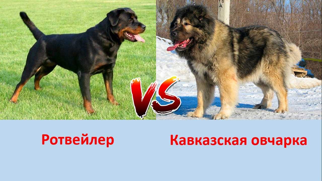 Все о породе собак помесь ротвейлера с овчаркой