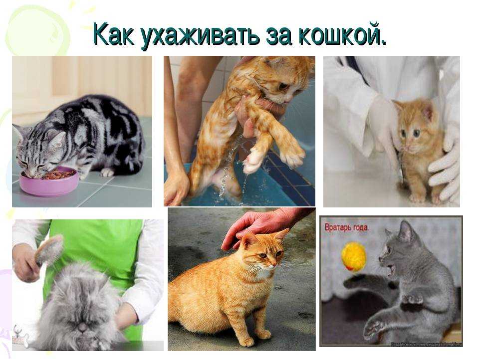 Кормление котят от рождения и до года - рацион натурального питания для котенка