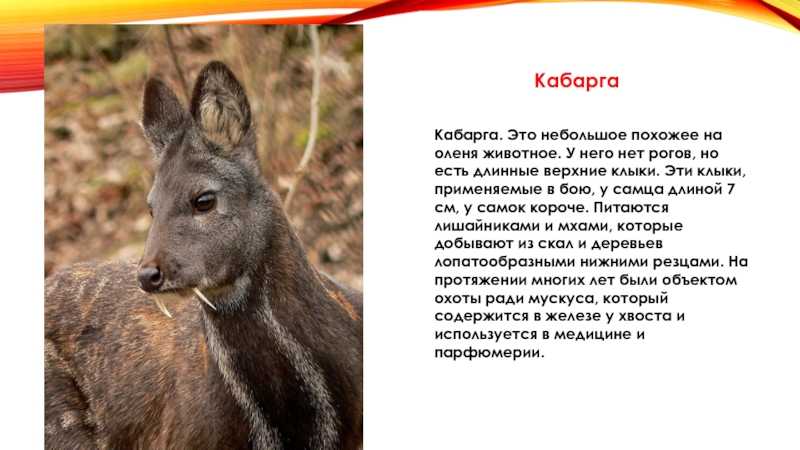 Кабарга: описние, где обитает, чем питается, сколько живет