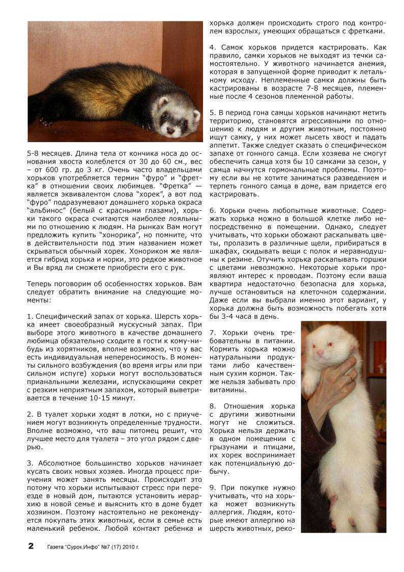 Хорек: описание животного, среда обитания, что едят, виды