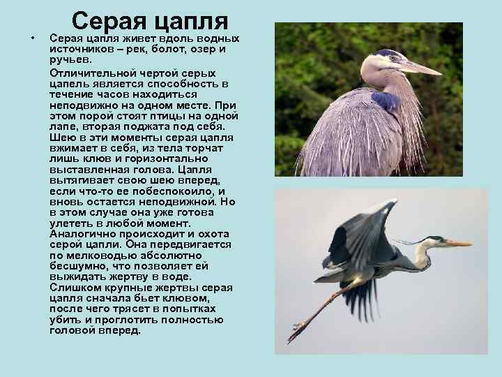 Цапля: описание, виды, среда обитания, враги, образ жизни
