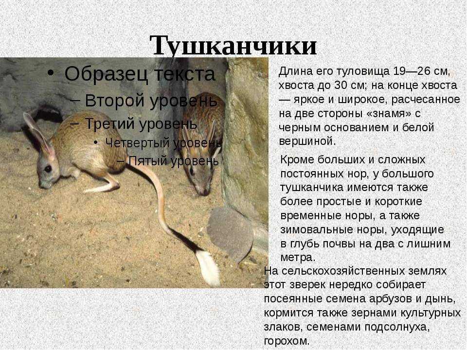 National geographic: самые опасные животные мира 19 серия онлайн