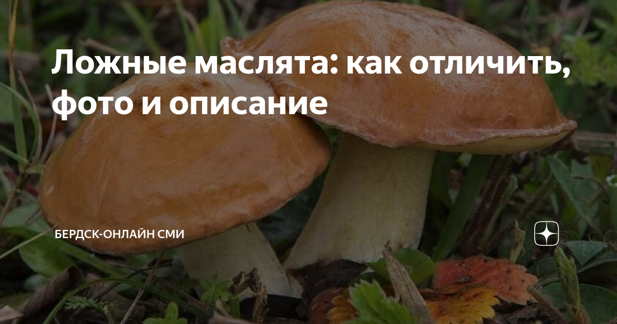 Маслята: виды, фото, места произрастания, когда собирать эти грибы