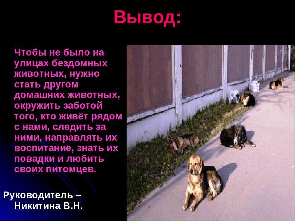 В какие службы следует обратиться, если мешает стая бездомных собак