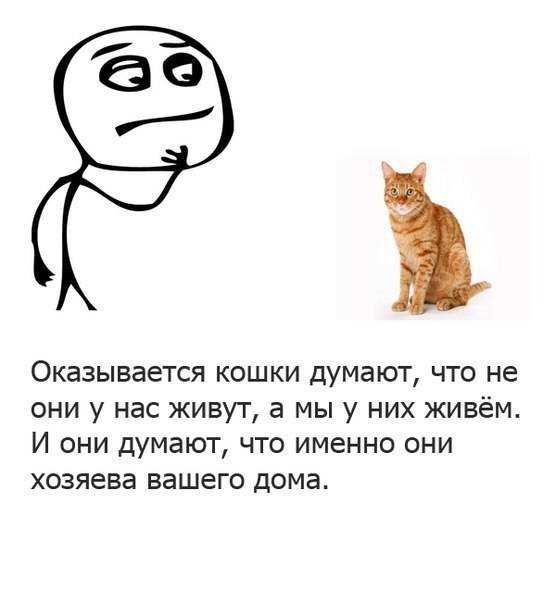 Уровень интеллекта кошек и его особенности, а также память и взаимоотношения с человеком