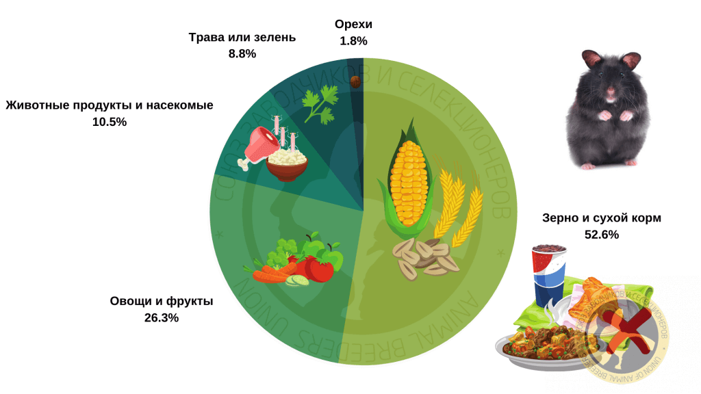 Как и чем кормить хомячков: рацион питания в домашних условиях