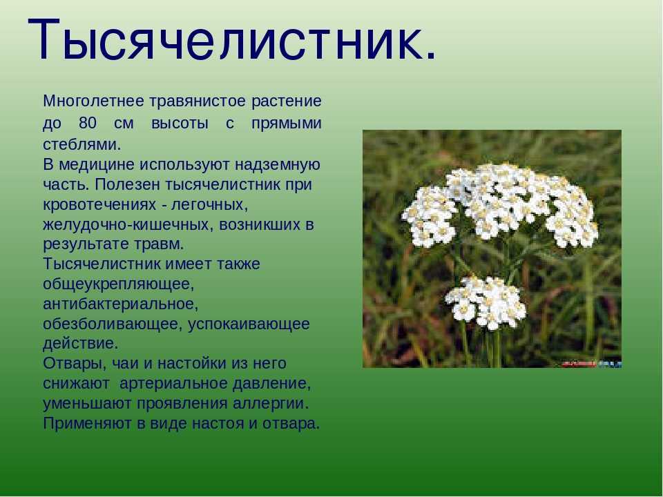Сообщение про растение Тысячелистник обыкновенный achillea millefolium: строение и описание, где растет, распространение Высота, листья, цветки, корень и семена Лекарственные свойства и применение в медицине Фото и видео