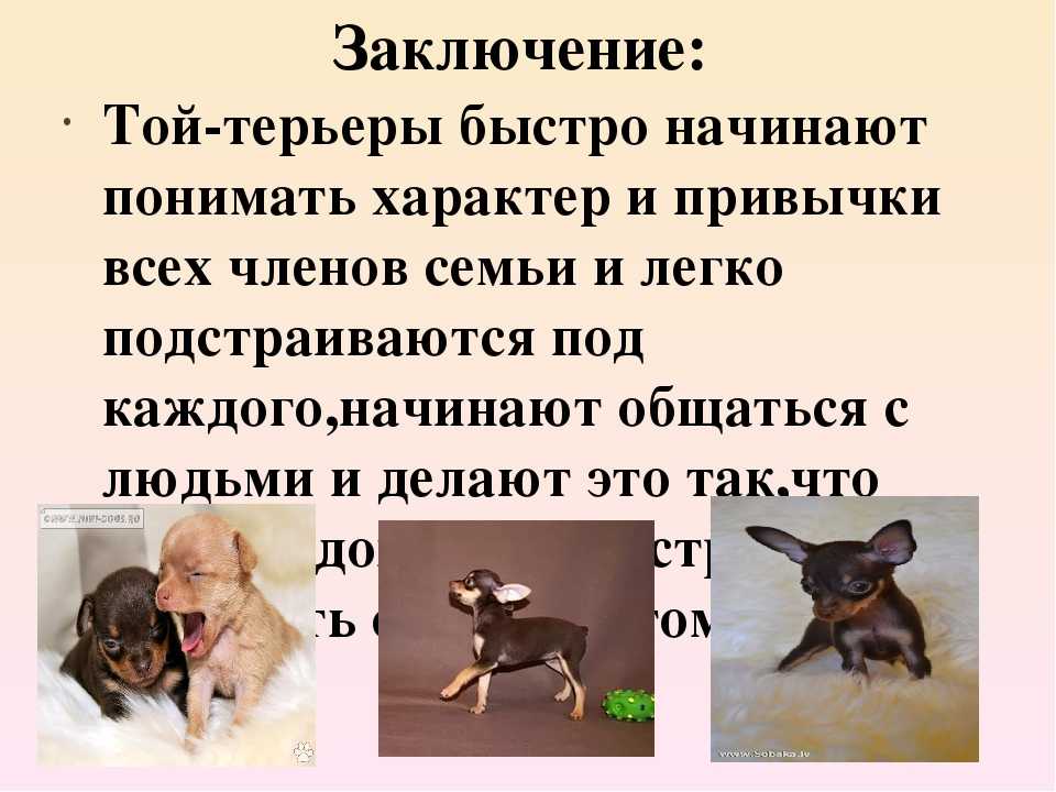 Русский той терьер мини длинношерстный * характер, чем кормить собаку