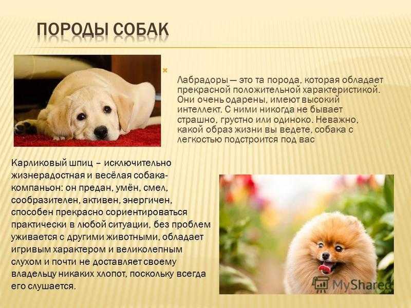Карликовый ретривер: внешний вид, здоровье, особенности ухода и содержания - зоомир