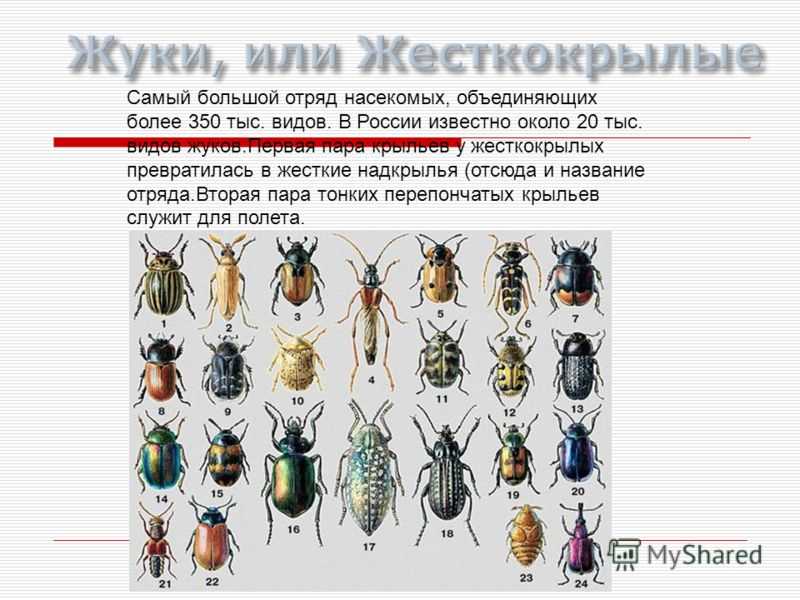 Семейство  пластинчатоусые