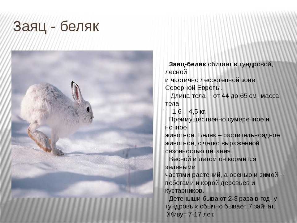 Заяц - описание, краткая информация, характеристика животного