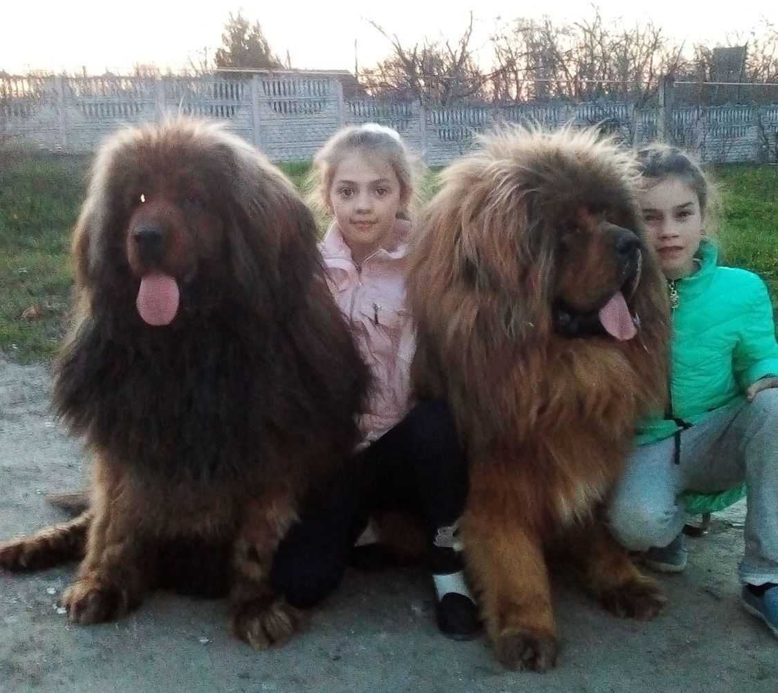 Клички для собак на каждую букву алфавита