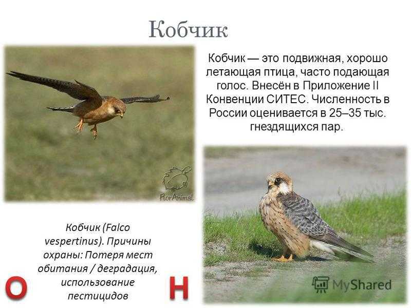 Как поймать птицу копчика