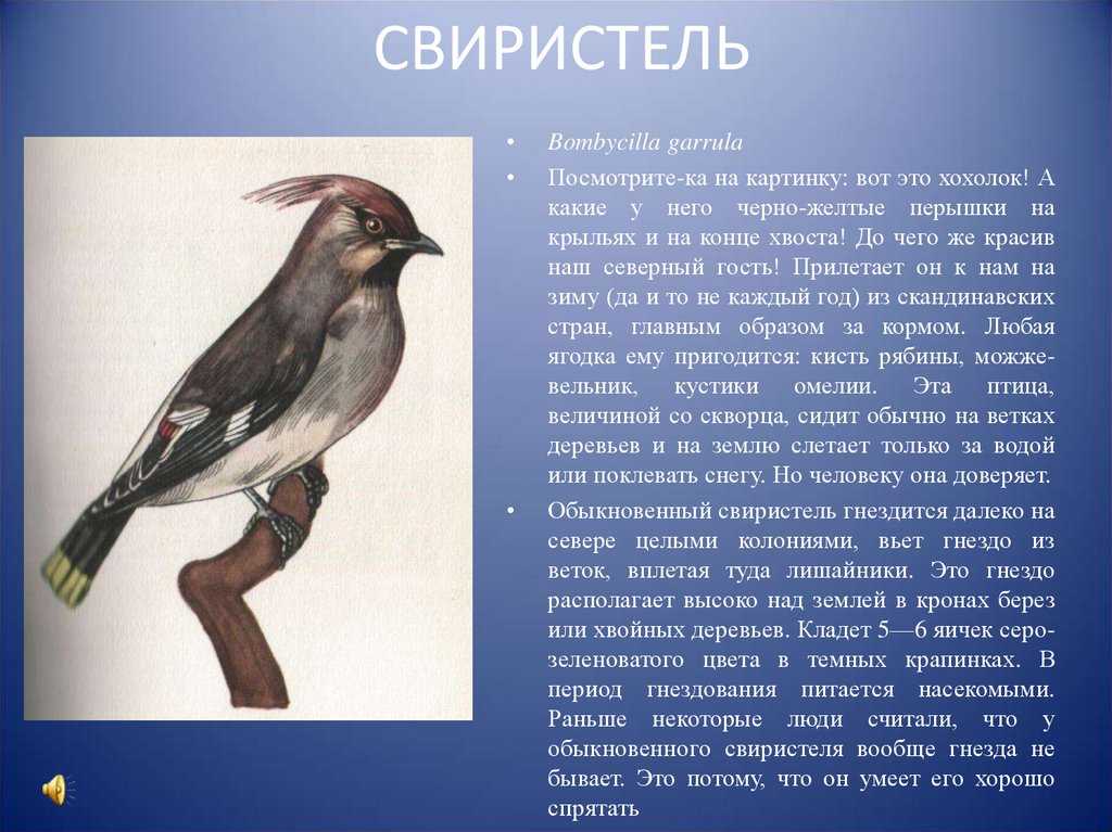 Млекопитающие животные белгородской области