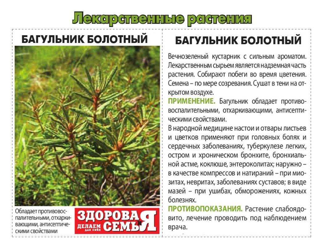 Багульник: где растет, описание с фото, полезные свойства, советы по размножению и уходу - sadovnikam.ru