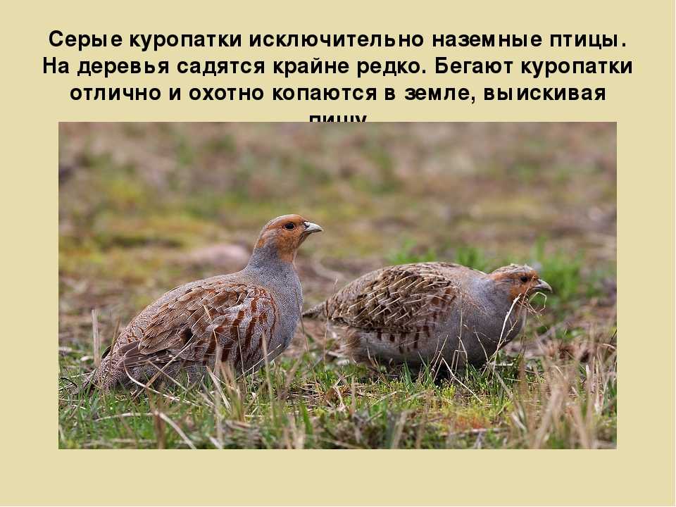 Куропатка перелетная птица или нет