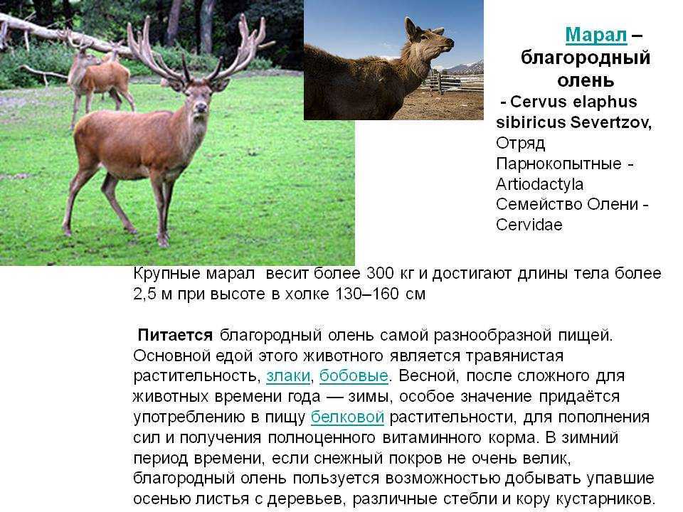 Марал
