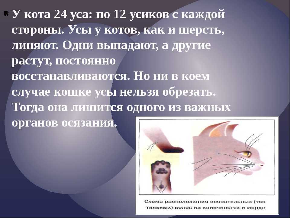 Почему у котенка ломаются усы — основные причины: варианты у маленького и уже взрослого питомца Примеры что делать хозяину что бы избежать этого, дальнейший уход за животным
