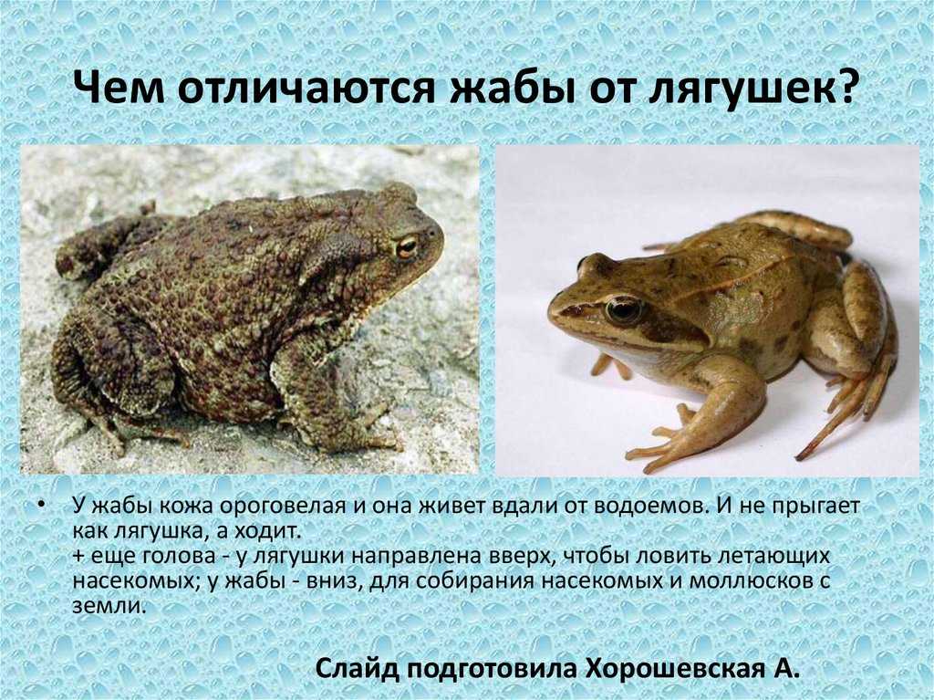 Чем отличается жаба от лягушки
