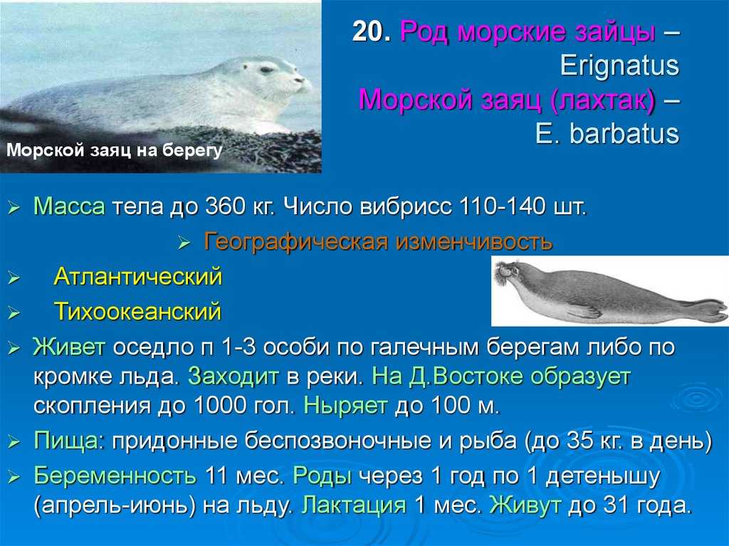 Польза и вред морского зайца, способы приготовления рыбы