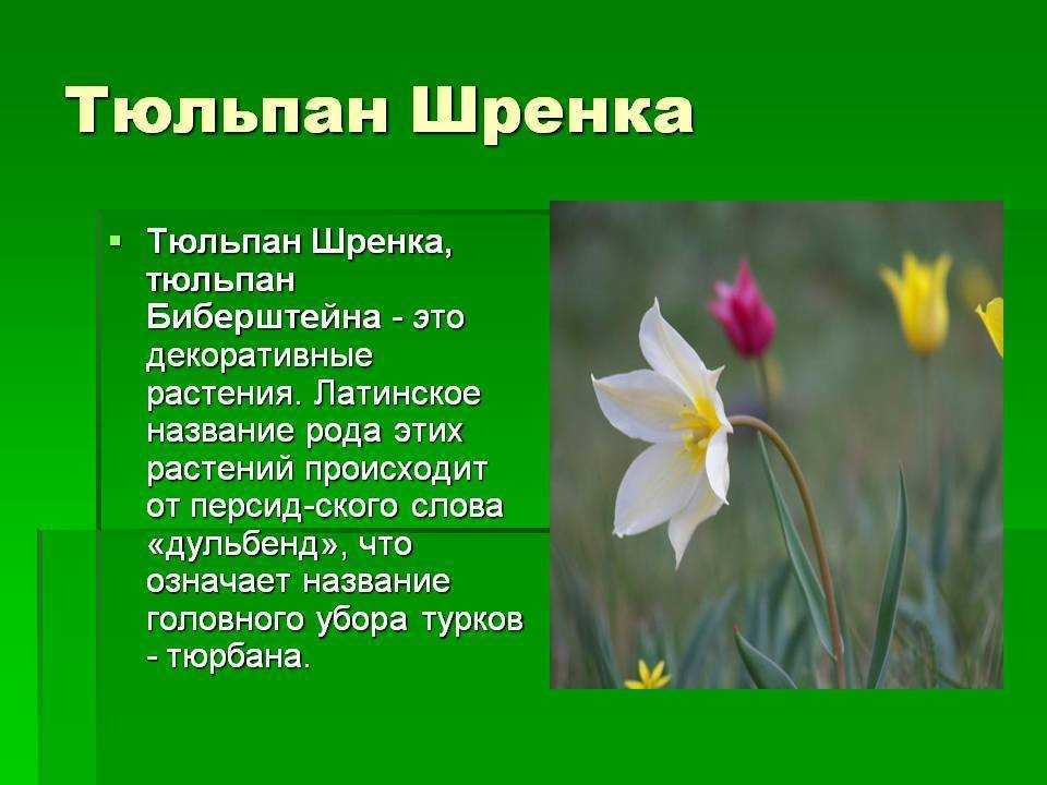 Тюльпан карликовый из красной книги – описание, фото, причины исчезновения