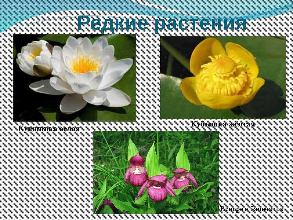 Лесные растения красной книги россии сообщение - вопросы