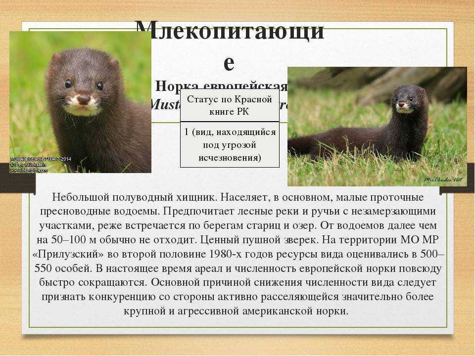 Норка европейская среднерусская — ртищевская энциклопедия