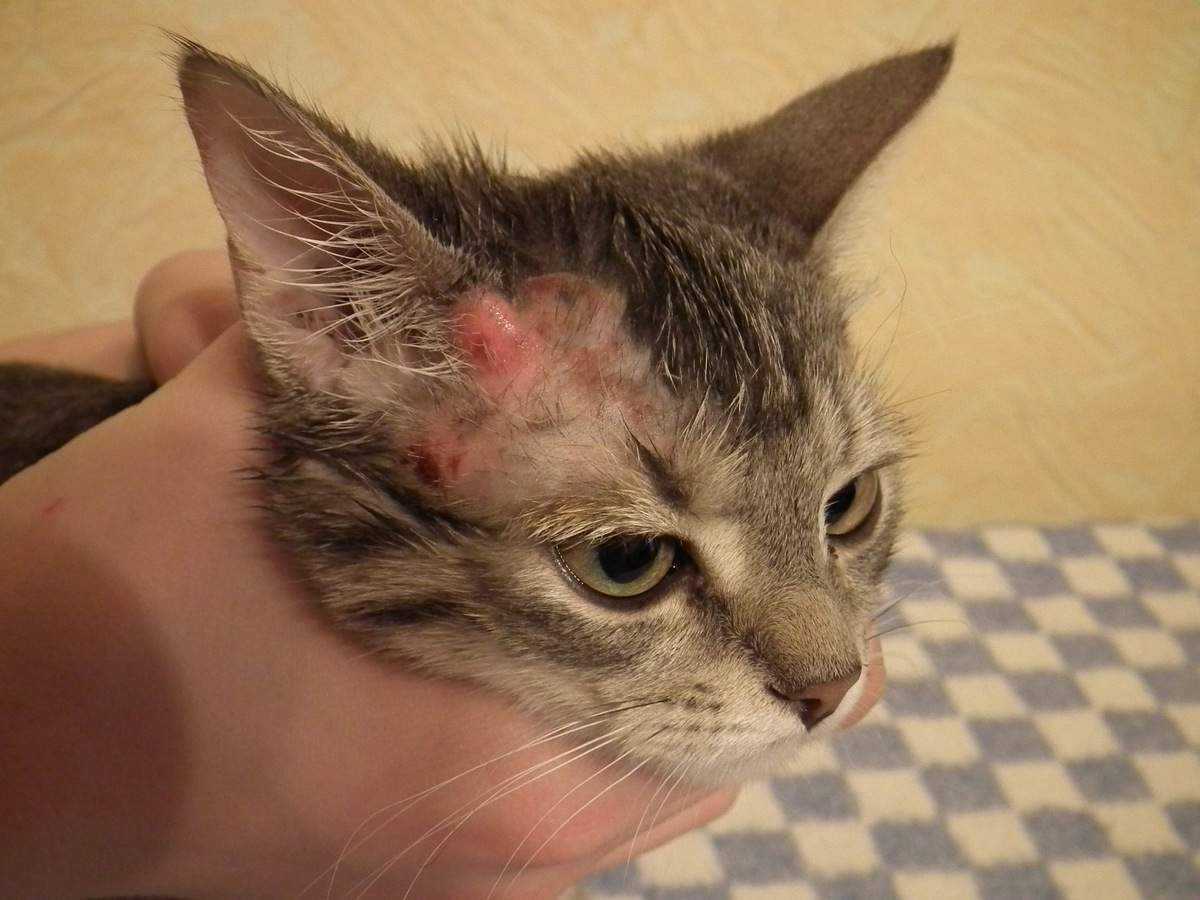 Царапины от кошки