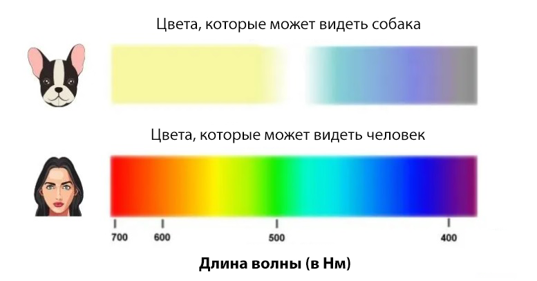 Как собаки видят наш мир: интересная и полезная информация | звери дома