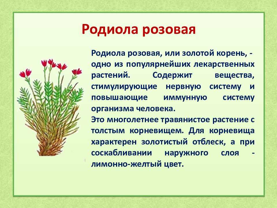 «зимующие птицы республики коми». конспект занятия (7 фото)
