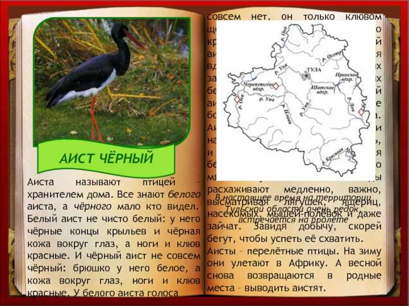 Красная книга калужской области: занесенные в нее животные