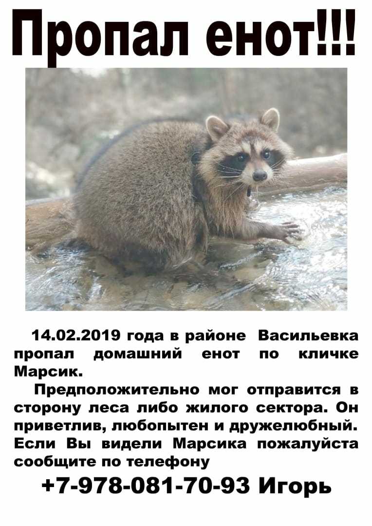 Имя для енота, список забавных и серьезных кличек для енота
имя для енота, список забавных и серьезных кличек для енота