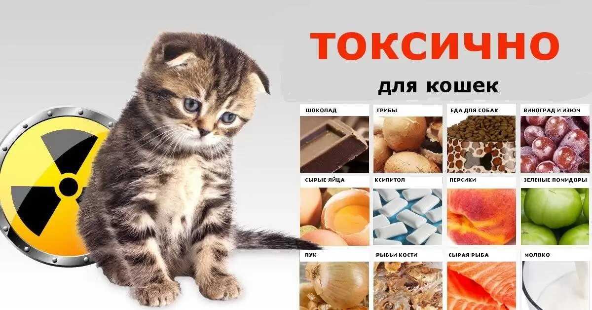Какие крупы можно давать кошкам и как правильно сварить кашу