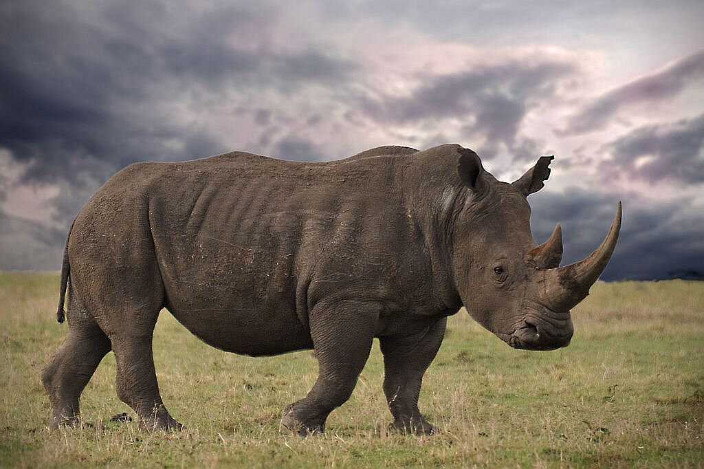 Носороги и среда обитания различных их видов 🐾 animals360.ru