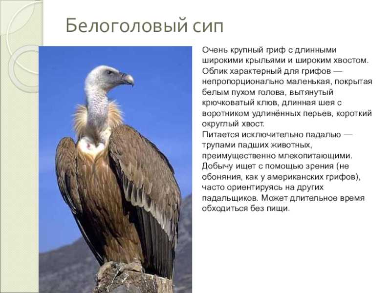Черный гриф (aegypius monachus)- одна из крупнейших хищных птиц мира и самая крупная птица россии. гриф занесен в красную книгу российской федерации и включен в приложение ii к конвенции ситес.