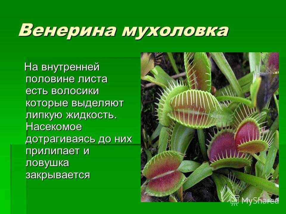 Описание лучших плотоядных растений для выращивания в домашних условиях