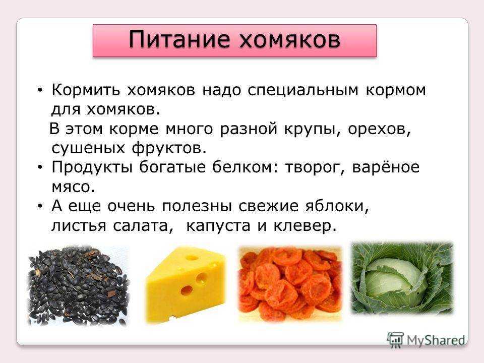 Рекомендации, чем можно кормить хомяка в домашних условиях. особенности питания - твой питомец