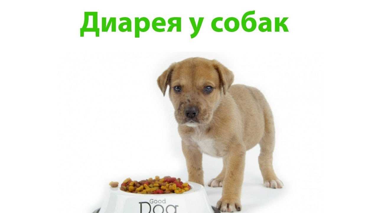 Фуразолидон — актуальность в современной ветеринарии