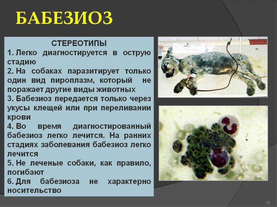 Неозидин для собак — инструкция по применению