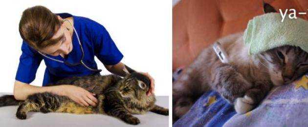Кровь в кале у кота, кошки - причины, лечение, что это может быть, что делать