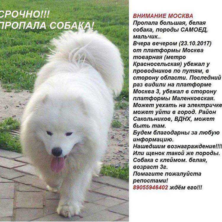 Самоедская лайка фото, описание породы, характеристика, отзывы, фото, уход и болезни