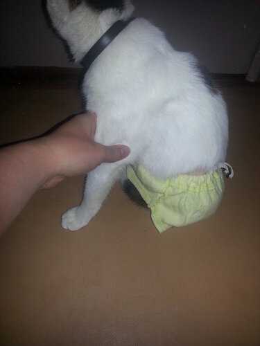 Памперсы для кошек