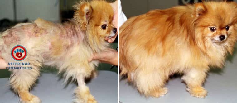 Перхоть у собаки: причины и лечение ⋆ dogkind.ru