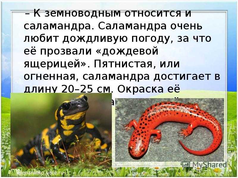 Исполинская (гигантская) саламандра – как выглядит: описание с фото, видео. японская исполинская (гигантская) саламандра среда обитания японской исполинской саламандры