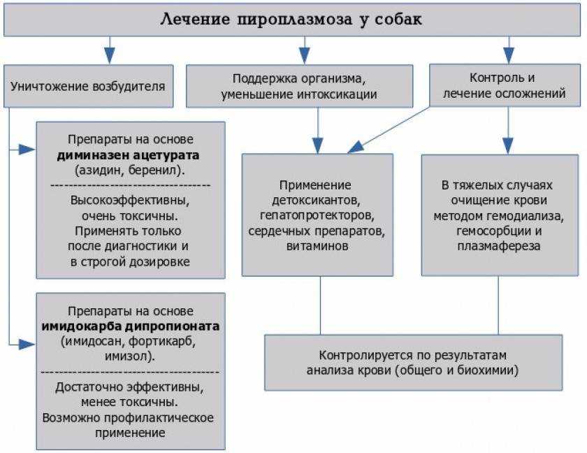 Неозидин для собак: инструкция по применению при пироплазмозе или после укуса клеща. куда и как колоть щенкам, что делать при передозировке?