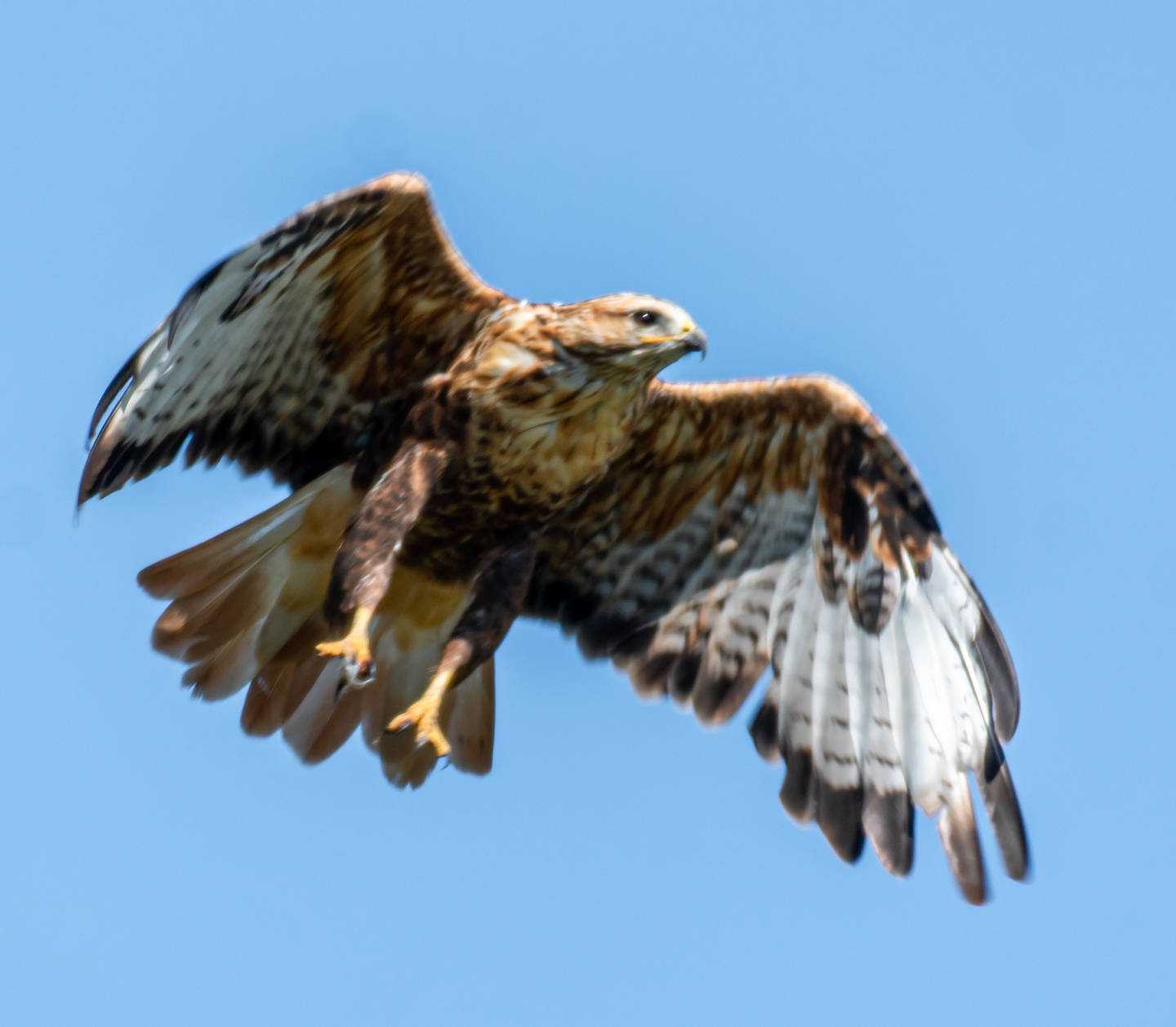 Курганник (buteo rufinus): описание, виды, фото, размножение, голос